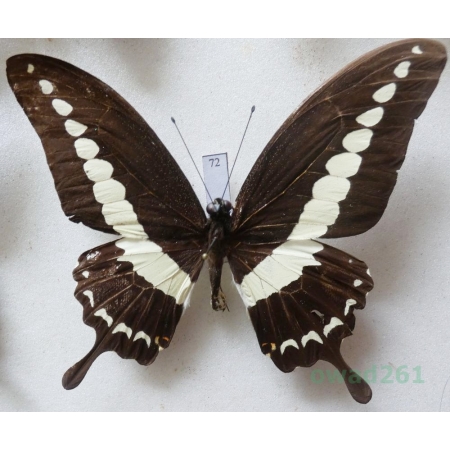 Papilio demolion Cramer, 1776 Indonesia, Sulawesi 84mm72